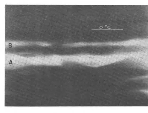 Fig.  5-4.  X-ray  photograph  of  ice  lenses  on  cold  side  of  0°C isotherm  (see Penner  and  Goodrich, 1980)