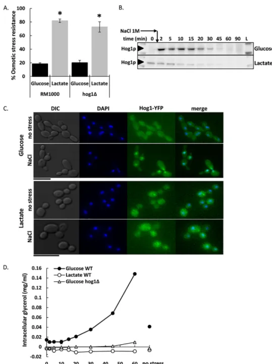 FIG 1 Hog1 accumulation and glycerol accumulation do not mediate the enhanced osmotic stress resistance of lactate-grown cells