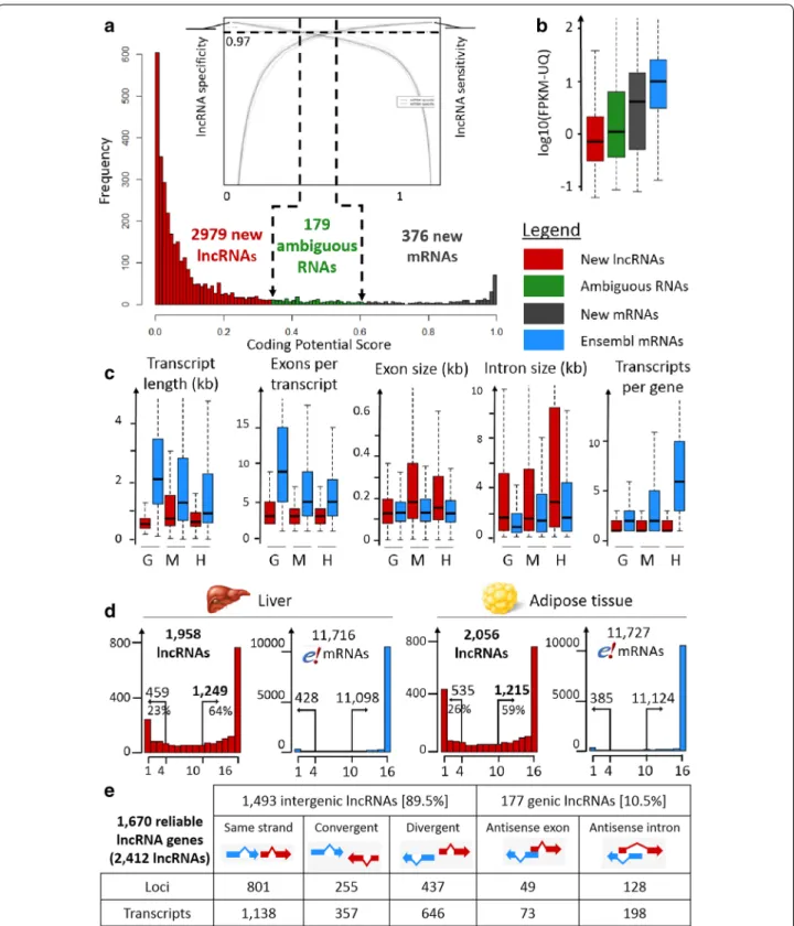 Fig. 1  Predicted lncRNA features. a LncRNA prediction with a user-defined lncRNA specificity/sensitivity cut-off according to the two ROC curve  graph provided by FEELnc