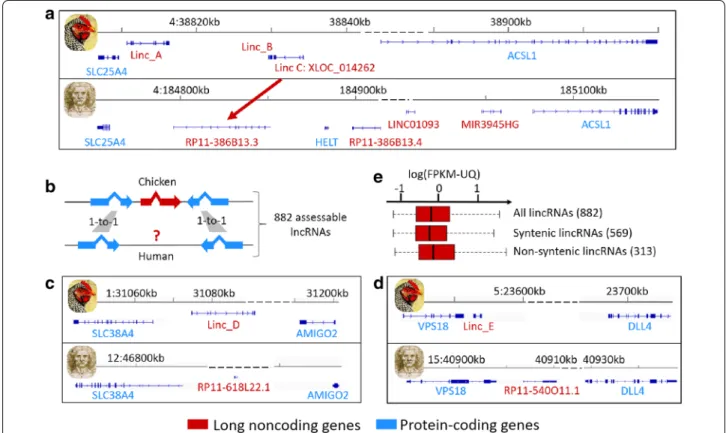Fig. 3  Chicken/human lncRNA conservation in terms of sequence (a) and syntenic position (b–e)