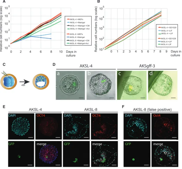 Figure 7. Embryo Colonization by AKSL and AKSgff Cells