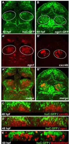 Fig. 2.  cxcr4b is a marker of habenular progenitors/early-born neurons. (A-B ⬙ ) Single confocal images (dorsal views) of a 48 hpf Tg(huC:gfp) zebrafish embryo (A-A ⬙ ) with in situ labelling of ngn1 and a 48 hpf Tg(ngn1:gfp) embryo (B-B ⬙ ) with in situ 