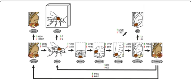 Fig. 1 Differentially expressed contigs across the adult life cycle of Varroa destructorThe adult life cycle of female V