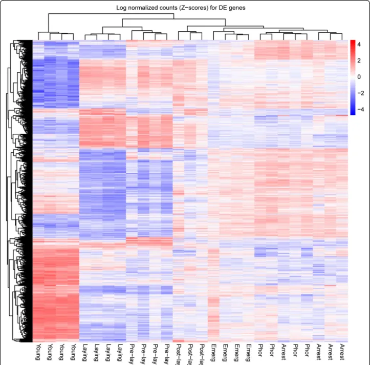 Fig. 2 Heatmap and clustering of contigs identified as differentially expressed in one of the stage of the mite life cycle