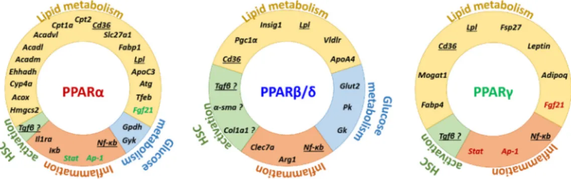 Figure 4. PPAR target genes and their implications in major functions associated with NAFLD  pathogenesis
