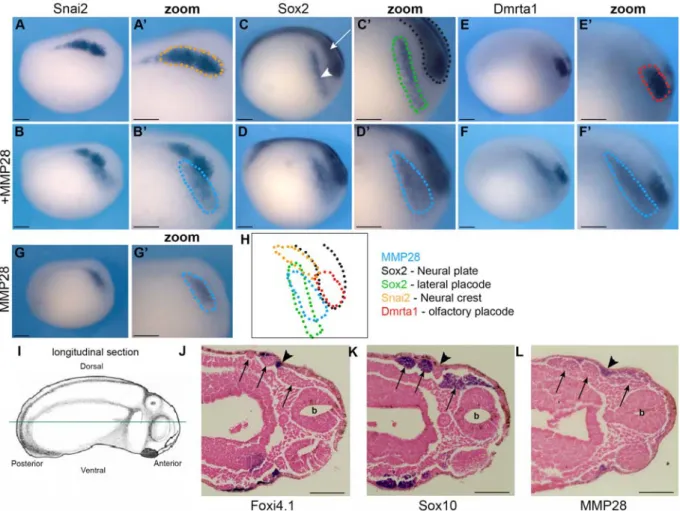 Figure  3:  Comparative  analysis  of  MMP28,  Snai2,  Sox2,  Dmrta1,  Foxi4.1  and  Sox10  346 
