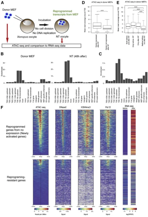 Figure 2. Genes with Open TSSs Are Prefer- Prefer-entially Reprogrammed upon NT to Xenopus laevis Oocytes