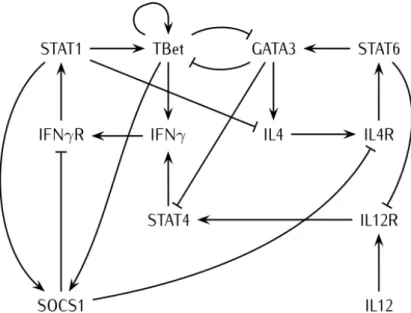 Fig. 4: Fig. 4 of [21] displaying the Th-lymphocyte differentiation model.