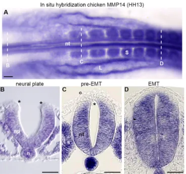 Fig. 1. Expression of MMP14 during EMT of chick NC cells. (A) In situ hybridization against chick MMP14