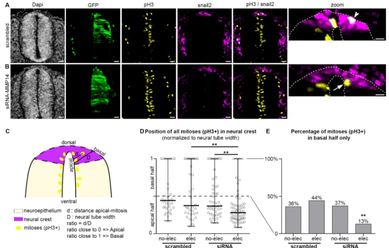 Fig. 4. MMP14 is required for the occurrence of basal mitoses during NC delamination. (A,B) Immunostaining for phospho-histone 3 ( pH3) (yellow) and snail 2 (magenta) in electroporated embryos with scrambled control (A) and siRNA-MMP14 (B)