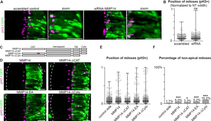 Fig. 5. Homogenous distribution of MMP14 is sufficient to promote basal mitoses independently of its catalytic activity