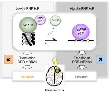Fig. 7 Model for the role of hnRNP H/F-RG4 interactions in regulating mRNA translation of mRNAs linked to GBM response to treatments.