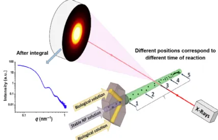 Figure 1  Combination of microfluidics and SAXS for in situ and dynamical observations of different reactions and behaviors