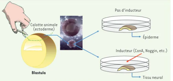 Figure 2. Le système des calottes  animales pour étudier l’induction  neurale.  Avant la gastrulation, au  stade blastula, les cellules de  l’ec-toderme sont pluripotentes