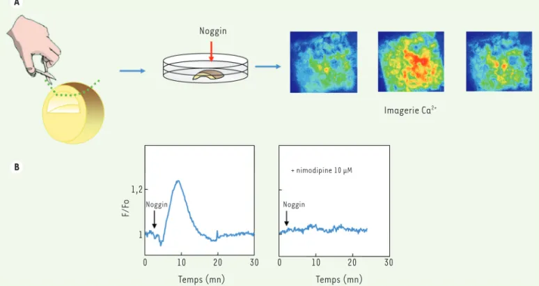 Figure 4. Imagerie calcique sur des calottes animales. A. L’addition de Noggin dans le milieu induit très rapidement des variations de Ca 2+  intra- intra-cellulaire [Ca 2+ ] i  qui sont mesurables avec une sonde calcique fluorescente, le Fluo3 [51]