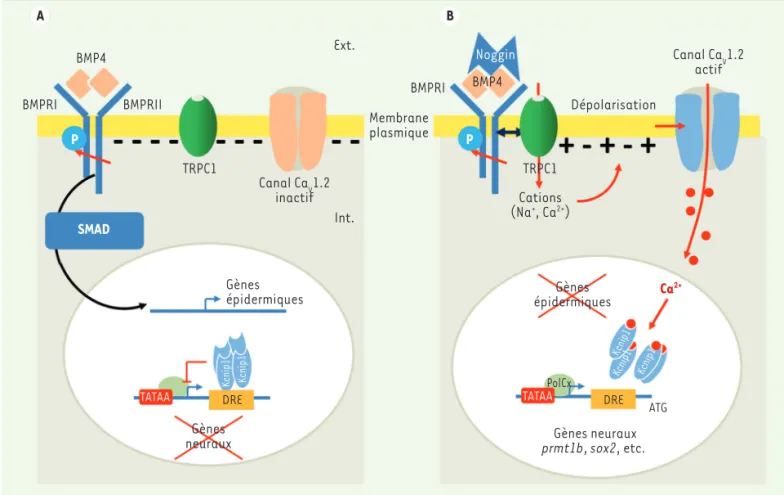 Figure 5. Les acteurs identifiés de la transduction du signal neuralisant. A. La signalisation BMP4 met en jeu des récepteurs à activité sérine/