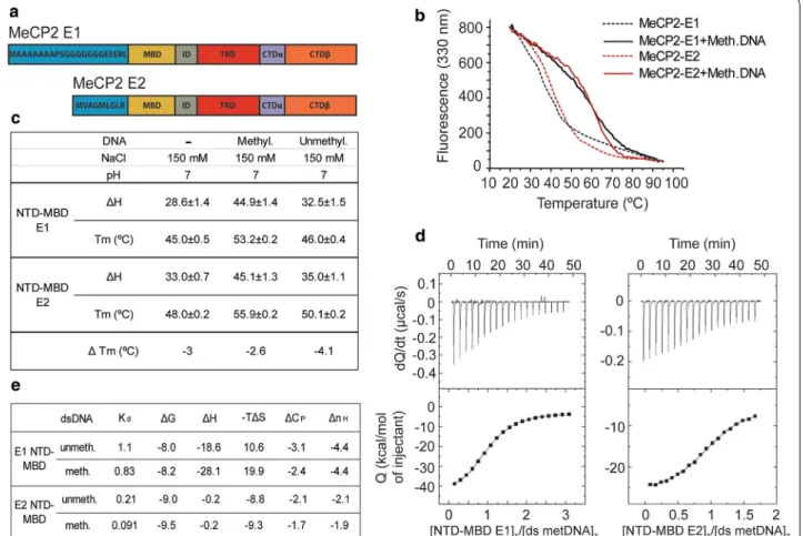 Fig. 1  Biophysical characterization of the MeCP2‑E1 and E2 NTD‑MBD domain interaction with DNA