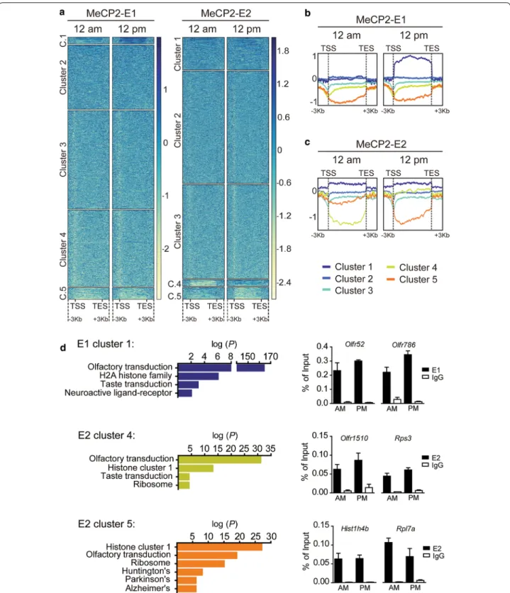 Fig. 4  MeCP2‑E1 and E2 isoforms display diurnal dynamic genomic binding. a Heatmaps representing the log2 ratios obtained for E1 and E2  ChIP experiments; each column is divided into five clusters using the k‑means algorithm