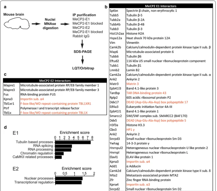 Fig. 5  MeCP2‑E1 and E2 interacting proteins. a Schematic workflow of the proteomic analysis