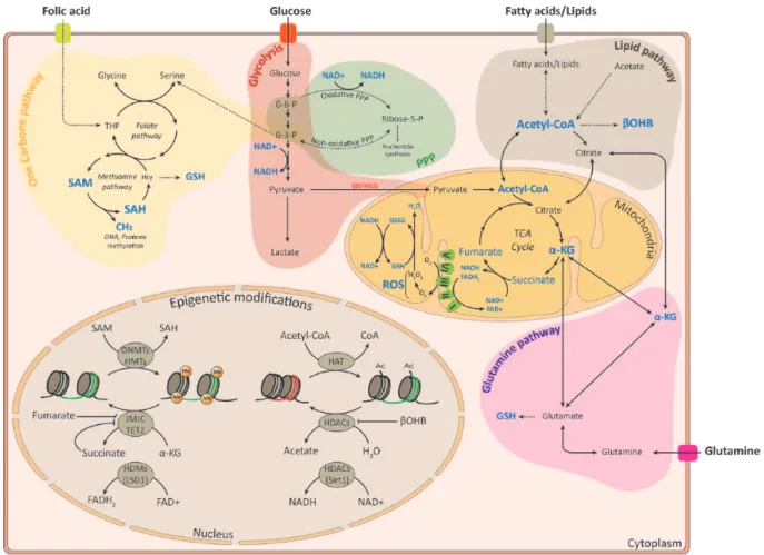 Figure 1.  Overview of metabolic pathways implicated in epigenetic modifications in NSC