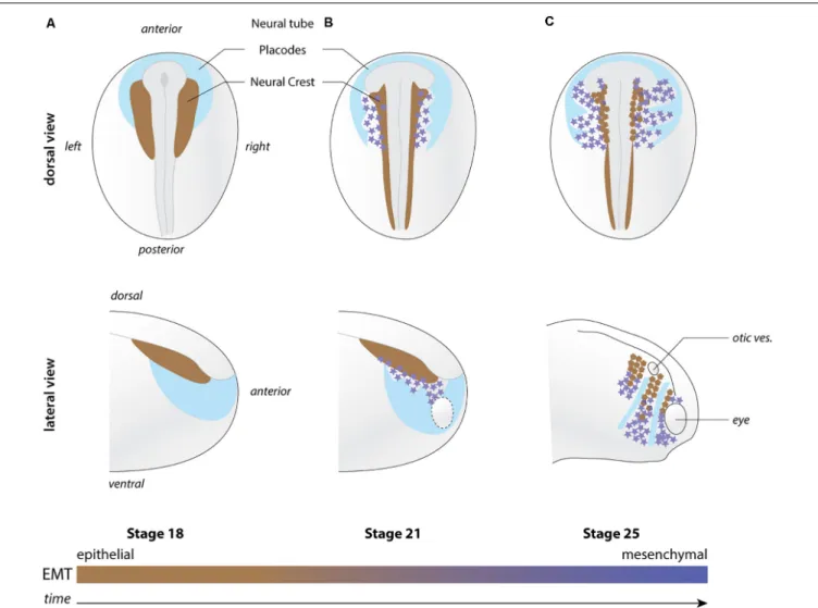 FIGURE 1 | Overview of neural crest migration. (A–C) Diagrams depicting the position of NC cells (shades of brown to magenta) with respect to the placodal region (light blue) at pre-migration (stage 18), early migration (stage 21), and late migration (stag