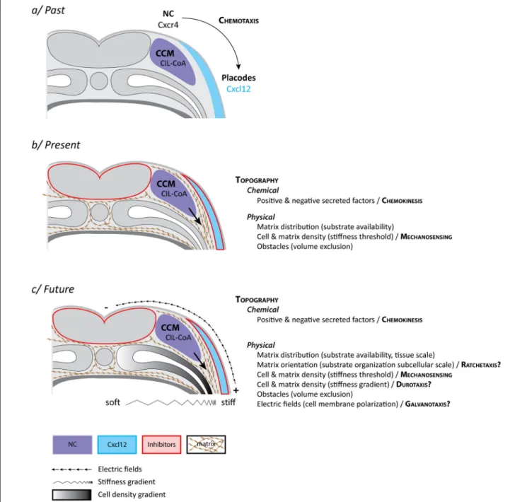 FIGURE 2 | Neural crest “mixotaxis.” (a) The classical view of cephalic NC cell directed cell migration in Xenopus laevis
