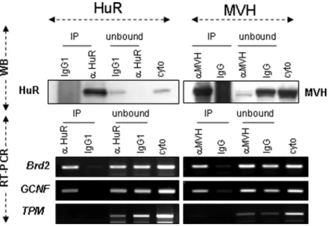 Figure 5. Brd2 and GCNF mRNAs are bound by HuR and MVH. Cytoplasmic germ cell extracts from P40 testes were incubated with anti-HuR or anti-MVH antibodies to immunoprecipitate HuR or MVH and their associated mRNAs