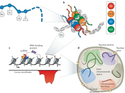 Figure 1. Regulatory features of chromatin at multiple length scales