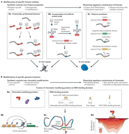 Figure 2. Synthetic control of biochemical chromatin modifications