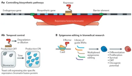 Figure 4. Potential applications of synthetic chromatin biology