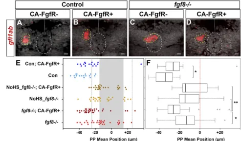 Fig. 3. FgfR1 receptor activation partially restores parapineal migration in fgf8 −/− mutants
