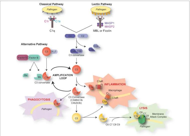 FIGURE 1 | The complement pathways. There are three distinct activation pathways in the complement system: the classical and lectin pathway that are activated  by pathogens or damaged cells, and the alternative pathway that is activated by the spontaneous 