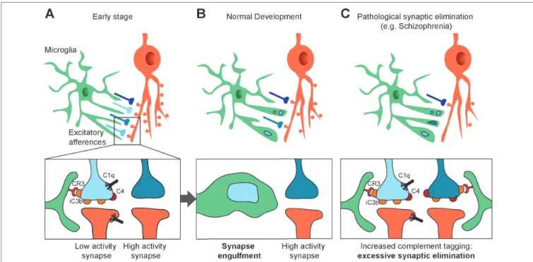 FIGURE 2 | Synapses elimination by microglia in normal and pathologic development. (A, B) During the course of postnatal development, supernumerary synapses  are eliminated by microglia (upper panels)