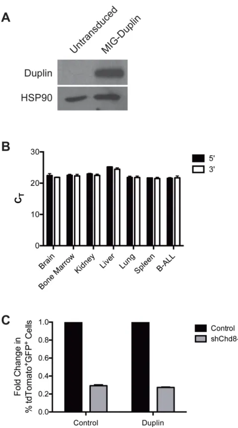 Fig 4. Duplin expression does not rescue shChd8 phenotype in B-ALL cells. (A) Western blot showing Duplin expression in B-ALL cells transduced with MIG-Duplin , but not untransduced cells