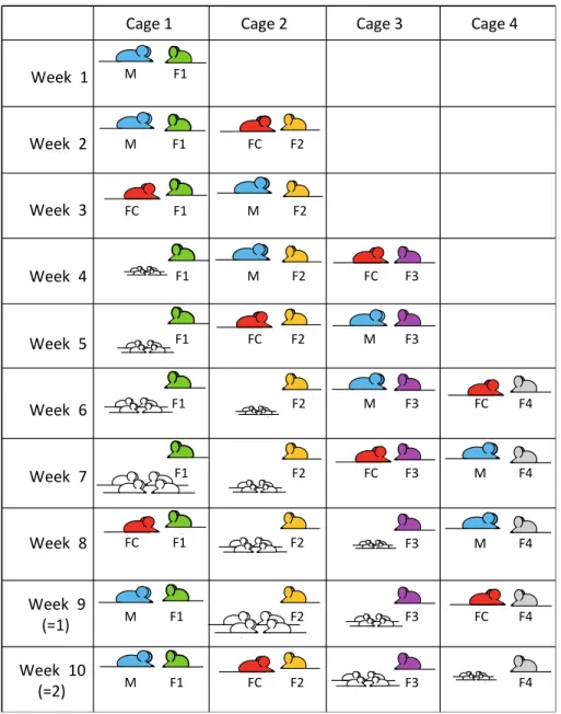 Figure 2: Method for optimized breeding (periodic couples): Example of four 94 