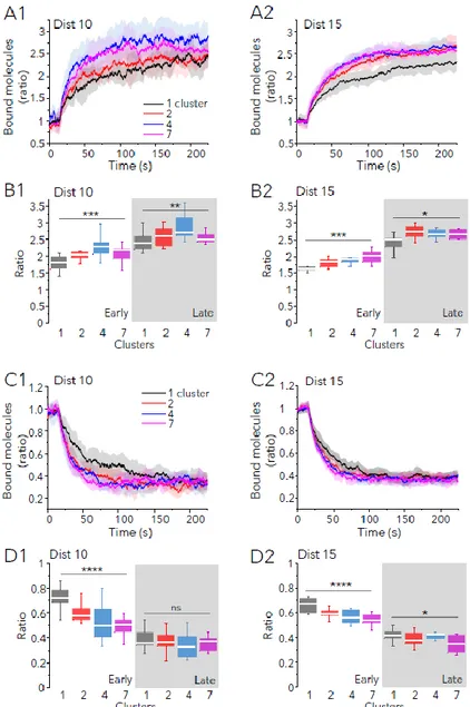 Fig. 6: Molecular crowding accelerate synaptic plasticity-like changes. Simulation of LTP-like (A, B) or LTD-like (C, D)  changes in receptor trapping in synapses with 250 sites and 100 extra obstacles at t=0, distributed in 1, 2, 4 or 7  clusters as indic