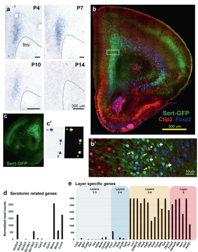 Fig. 1 Molecular identity of SERT + neurons in the prefrontal cortex (PFC). a Transient SERT expression in the PFC during postnatal development revealed by in situ hybridization on coronal sections through the frontal pole (postnatal ages (P): 4, 7, 10, an