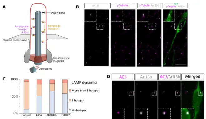 Fig. 3. PC ablation and AC3 KD lead to disappearance of the cAMP hotspot in the majority of neurons