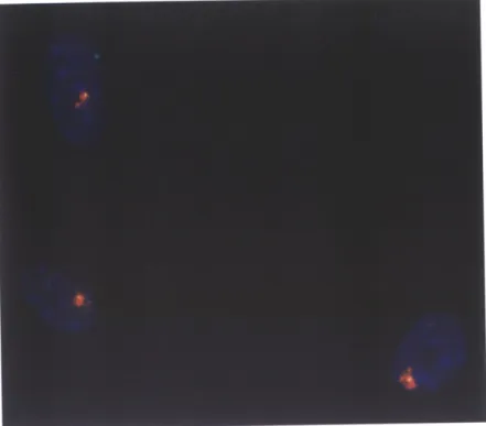 Figure  1.  Xist RNA  Overlaps  with  the  Inactivated Zfx Locus Simultaneous  DNA/RNA  Fluorescence  in  situ hybridization  (FISH)