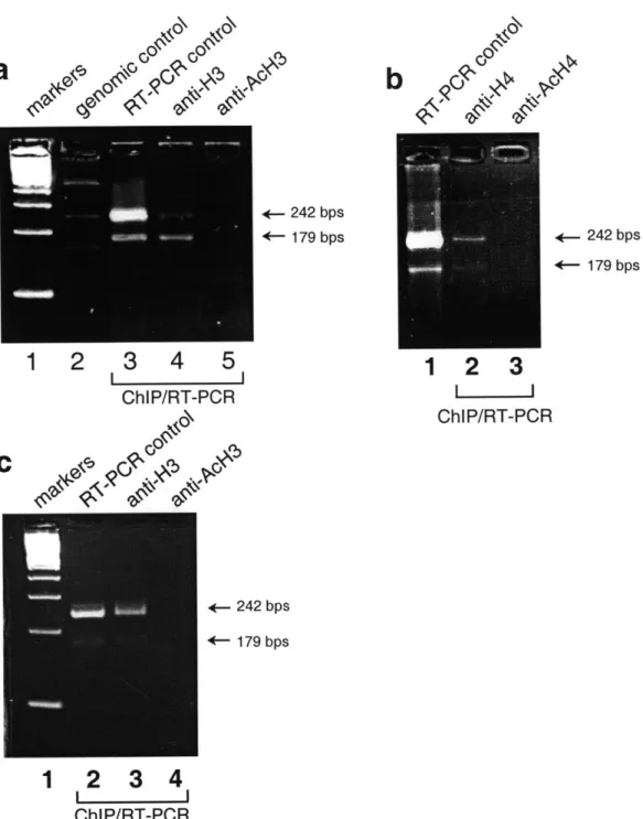 Figure  2  Immunoprecipitation  profile  of  XIST  RNA  with  various  anti-histone antibodies