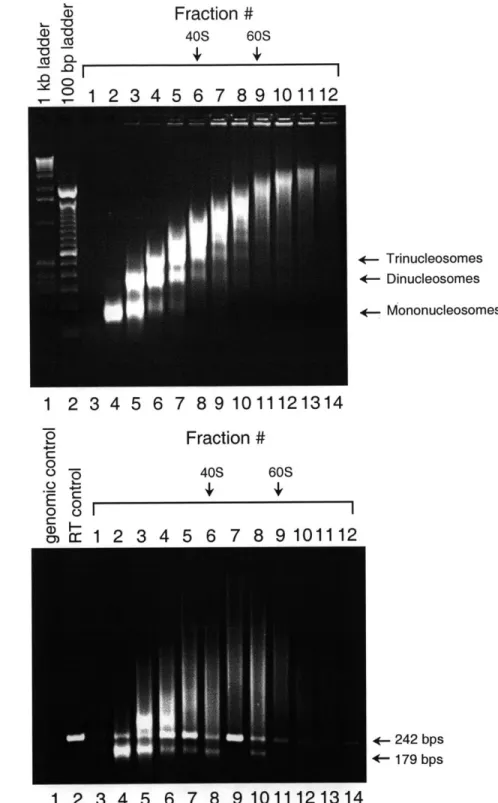 Figure  3  Sedimentation  of  non-crosslinked,  MNase-digested  chromatin  in  10- 10-30%  glycerol  gradients