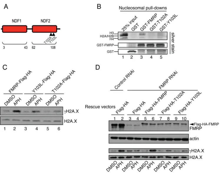 Fig. 3. FMRP docking to chromatin is essential for FMRP-dependent modulation of γH2A.X levels in response to replication stress