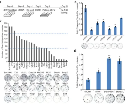 Figure 1. Screening for inhibitor and enhancers of reprogramming A. Timeline of shRNA infection and iPSC generation.