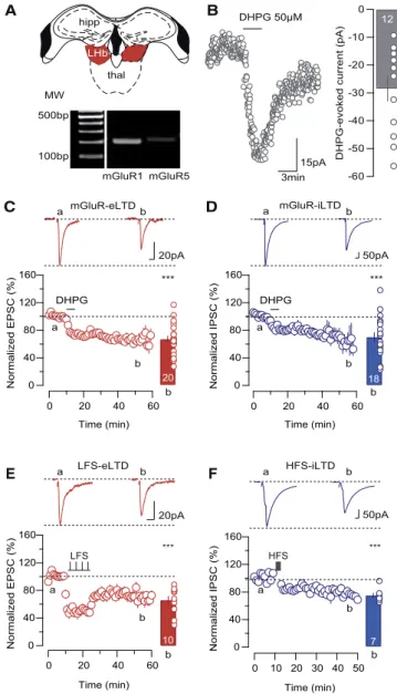 Figure 1. mGluR-eLTD and -iLTD in the LHb