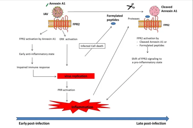 FIGURE 1 | Model of how FPR2 promotes harmful inflammation in a time scale manner. At early stages post-infection, Annexin A1 incorporated into IAV, activates FPR2 leading to (i) an anti-inflammatory state, which impairs host immune response and provides t
