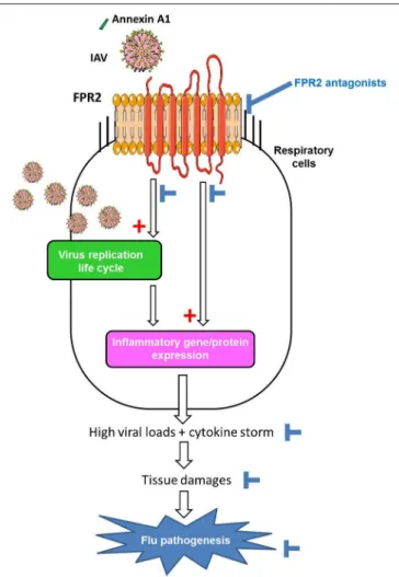 FIGURE 2 | Model of the contribution of FPR2 in influenza virus pathogenesis and effect of FPR2 antagonists