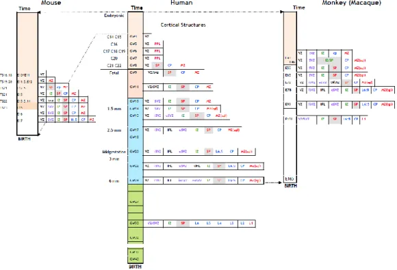 Figure  1:  Timetable  of  the  development  of  embryonic  cortical  structures  in  human (middle): comparison with mouse (left) and monkey (right)