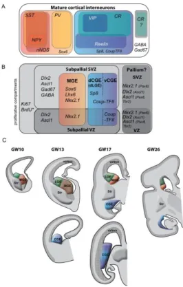 Figure 3: Ontogenic and functional classification of the cortical interneurons  (cIN) in the human cortex 