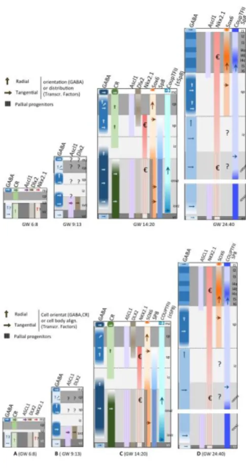 Figure  4:  Cortical  localization  at  different  gestational  ages  of  cells  labeled  with  interneuron  markers  (GABA,  CR)  or  transcription  factors  expressed  in  subpallial and pallial domains (Ascl1, Dlx2, Nkx2.1, Sox6, Sp8, Coup-TFII)  