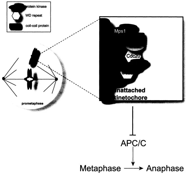 Figure  1.1 APC/C Metaphase Y Anaphasekinase&gt;eatI proteinr